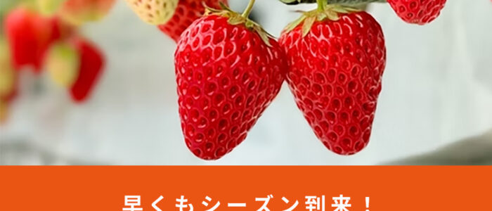 早くもシーズン到来！西粟倉村でいちご狩りがスタート！