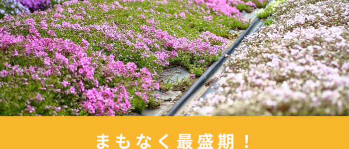 まもなく最盛期！GWは「おおがや芝桜公園」で満開の芝桜を楽しもう！